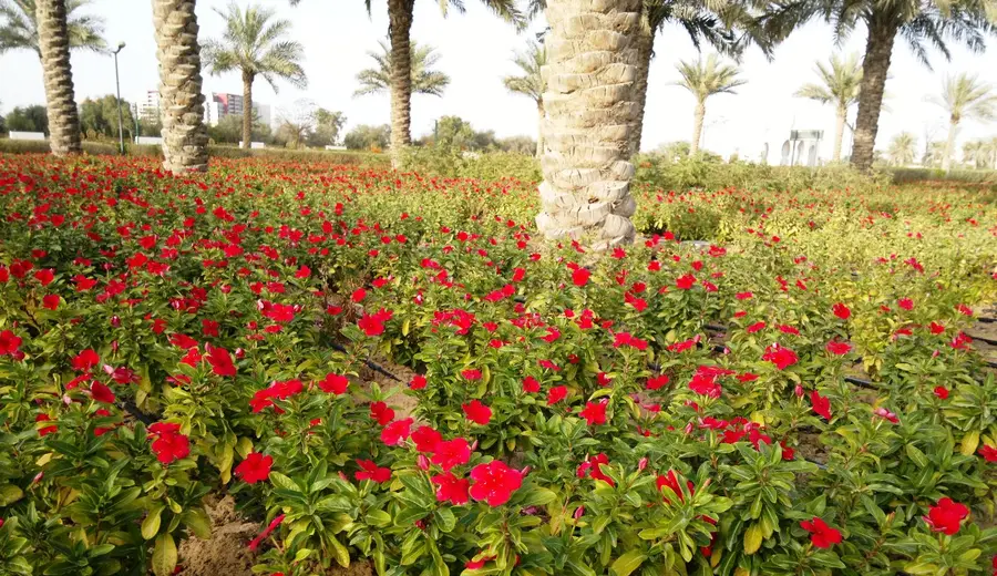 Dubai — photo 3